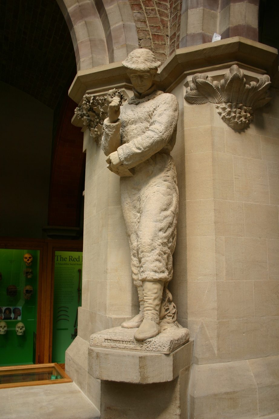 Carl Linnaeus, Oxford University Museum of Natural History, Oxford, UK - 01.JPG